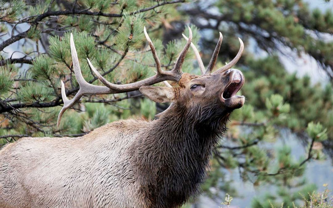 Tips for Reaching that “Hung Up” Bull